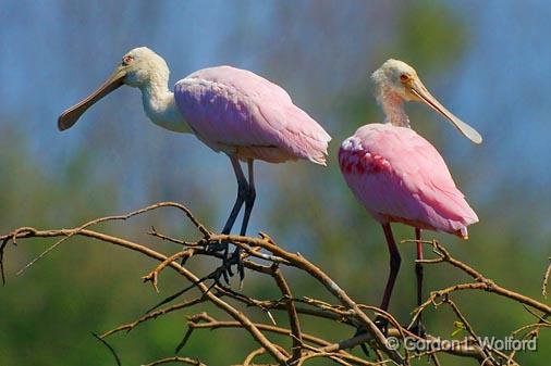 Two Spoonbills Atop A Tree_45090.jpg - Roseate Spoonbill (Ajaia ajaja)Photographed along the Gulf coast at the Smith Oaks Bird Sanctuary in High Island, Texas, USA.